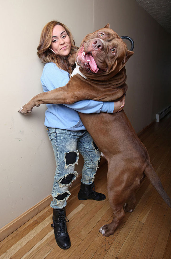 Chú chó Pitbull, Hulk có cân nặng“khủng” nhất thế giới, 78,5kg &#40;173 pounds&#41;.
