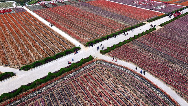 Hoa tulip cần độ ẩm cao vào mùa xuân, nóng khô vào mùa hè, trên đất giàu dinh dưỡng để phát triển.