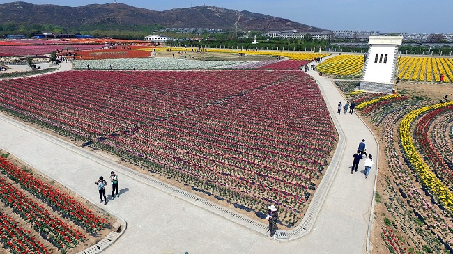 Hoa tulip thường nở vào tháng 4 và tháng 5.