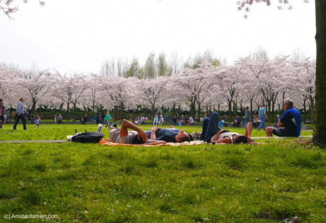Bạn có thể nằm phơi nắng trong khi ngắm hoa anh đào tuyệt đẹp trong công viên Amsterdamse Bos.