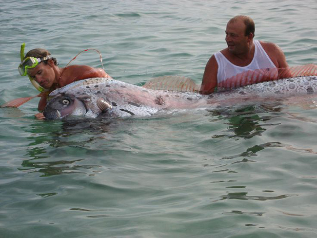 Cá khổng lồ Oarfish là loài sống lâu đời nhất được biết đến trong các loài cá có xương, có chiều dài lên tới 17m và có thể nặng tới 270kg.