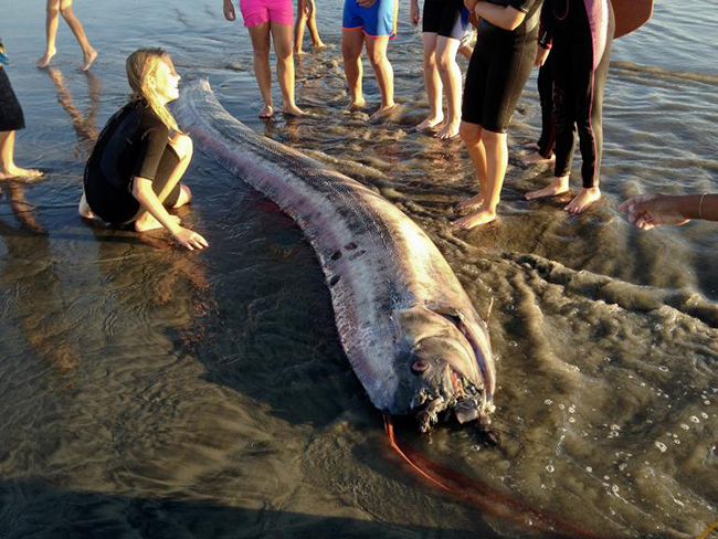 Cá Oarfish không có vây, nhưng khoác chiếc áo màu bạc có chứa chất hóa học guanine - loại chất có nhiều trong vây của một số loài cá.&nbsp;