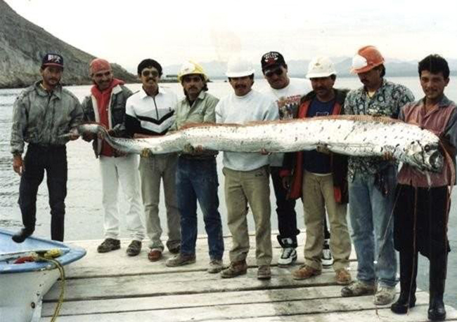 Cá oarfish khi đang thở phì phì có thể trông giống như một con quái vật biển đáng sợ, nhưng được cho là không gây nguy hiểm cho con người.
