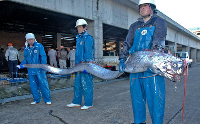Thực phẩm ưa thích của cá Oarfish là các loài nhuyễn thể hoặc giáp xác nhỏ như cá nhỏ hay mực ống.