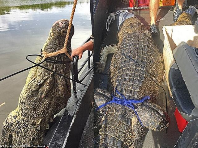 Úc: Bắt được cá sấu “quái vật” to nhất năm 2017