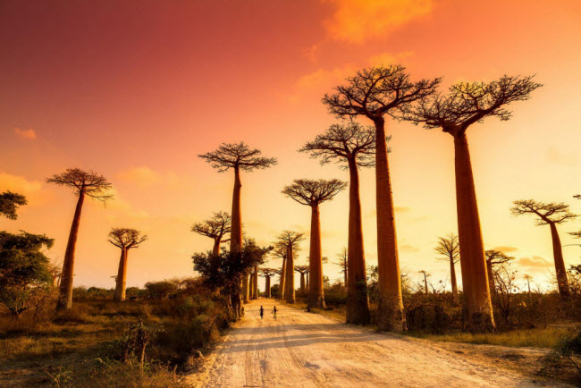 Đi giữa những cây baobap ở Madagascar.