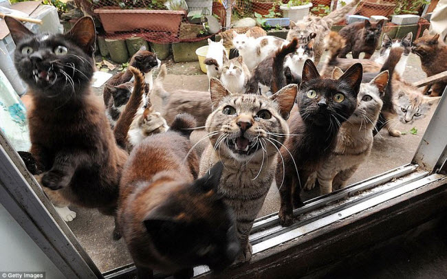 Đảo mèo: Hòn đảo Tashirojima ở Nhật Bản có khoảng 100 con mèo sinh sống, nhiều hơn số người tại đây. Người dân địa phương cho chúng ăn và tin rằng loài vật này mang lại điều may mắn.
