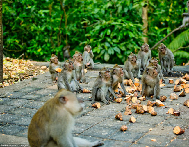 Rừng khỉ: Khu rừng ở Ubud trên đảoBali, Indonesia, là nơi sinh sống của hơn 600 con khỉ. Du khách từ khắp nơi trên thế giới thường tới đây để tương tác với chúng.