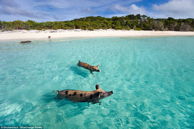 Đảo lợn: Trên hòn đảo hoang ở vùng Exuma của Bahamas, những con lợn hoang tự do bơi lội dưới biển. Du khách có thể tới đây bằng thuyền và chơi đùa với chúng.
