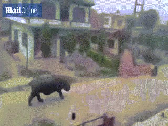 Tê giác 2,2 tấn đuổi sầm sập theo xe máy ở Nepal