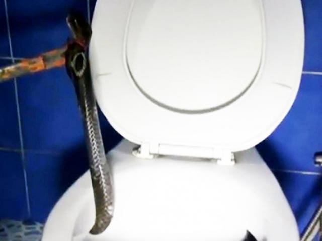 Video: Rắn hổ mang chiếm cứ toilet trừng mắt nhìn người