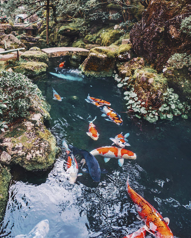 Cá cảnh bơi dưới suối ở Kyoto.