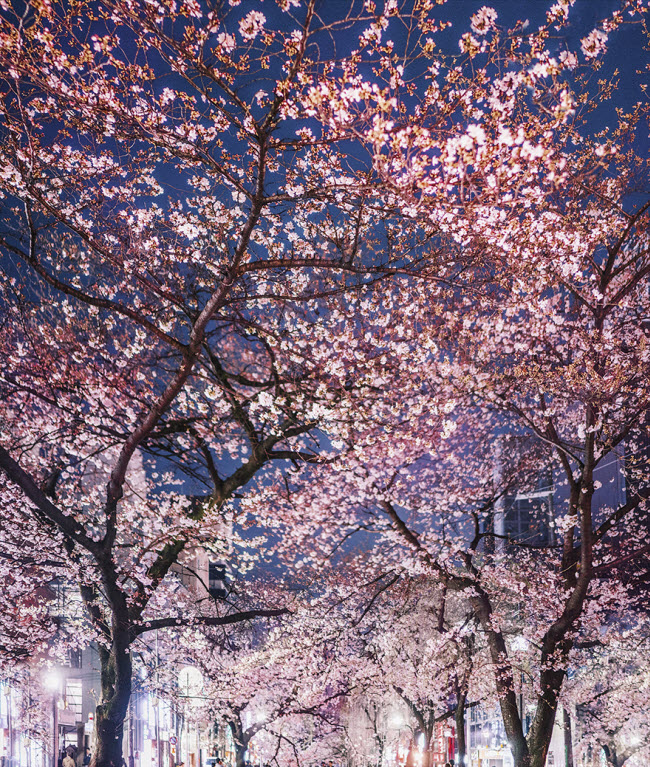Hoa anh đào ở Osaka.