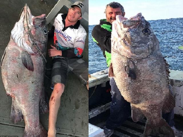 Úc: Đi câu cá 3kg, bắt được ”quái vật” khổng lồ 70kg