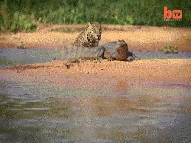 Video: Báo đốm sát thủ hạ gục cá sấu bằng đòn chí mạng