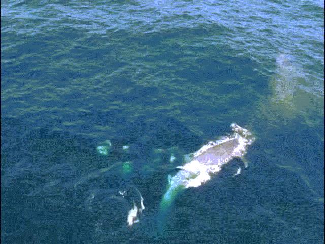 Video: Đàn cá voi sát thủ quyết chiến cá voi xanh khổng lồ