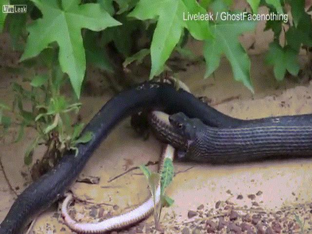 Kinh hãi cảnh rắn đen nôn ra một con rắn khác còn sống