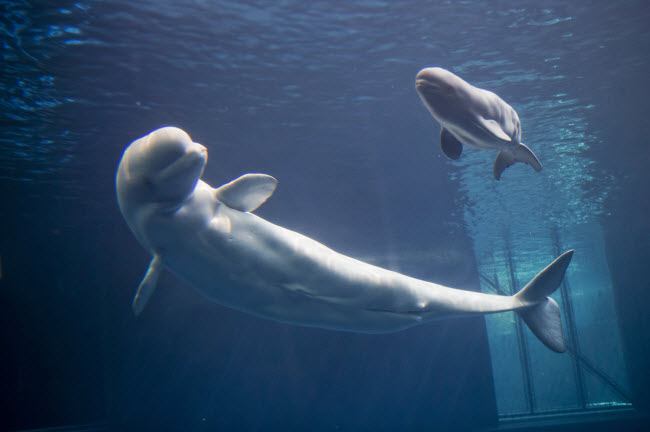 7. Công viên hải dương John G. Shedd, Mỹ: Được xây dựng tại thành phố Chicago, công viên gấy ấn tượng với các màn trình diễn của cá heo và cá voi Beluga. Ngoài ra, du khách cũng có thể chiêm ngưỡng những loài động vật biển như sứa và bạch tuộc.