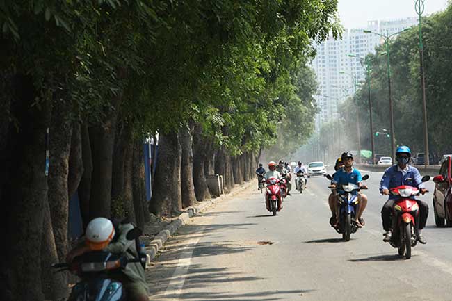 Theo kế hoạch, để thi công tuyến đường này, các cây xanh thuộc diện phải đánh chuyển, di dời, chặt hạ nằm trong phạm vi mở rộng đường, các đường dẫn lên xuống trên cao.