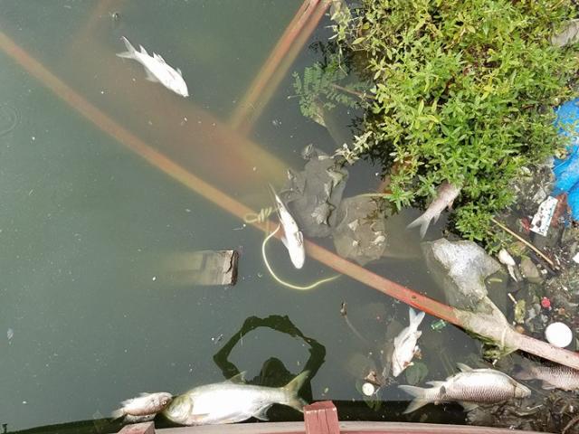 HN: Tròn 1 năm, cá lại chết trắng hồ Hoàng Cầu