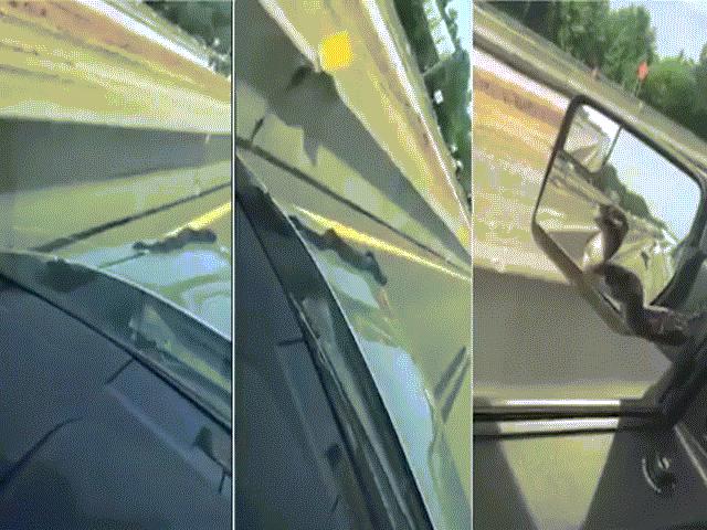 Video: Rắn khủng ”bám” nóc capô dọa người trên cao tốc