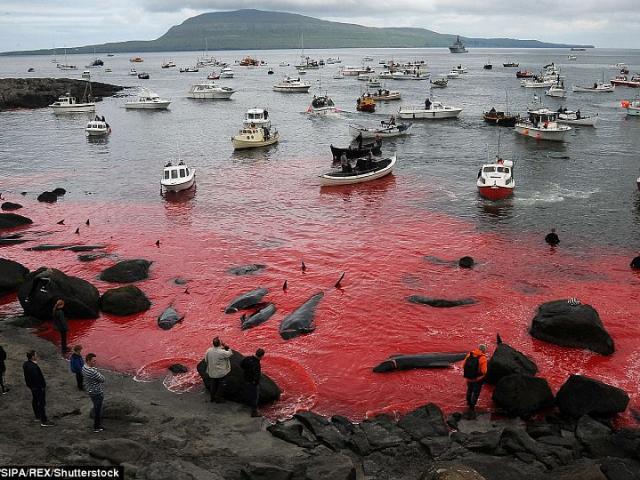 Biển đỏ rực máu ngày thảm sát cá voi ở Đan Mạch