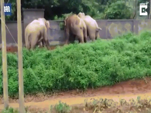 3 voi hợp sức đập nát tường bỏ trốn khi bị truy đuổi