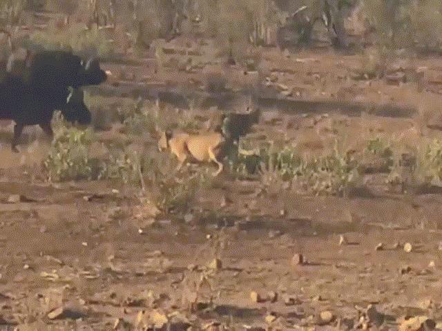 Nam Phi: Đàn sư tử truy sát trâu rừng trước mặt du khách