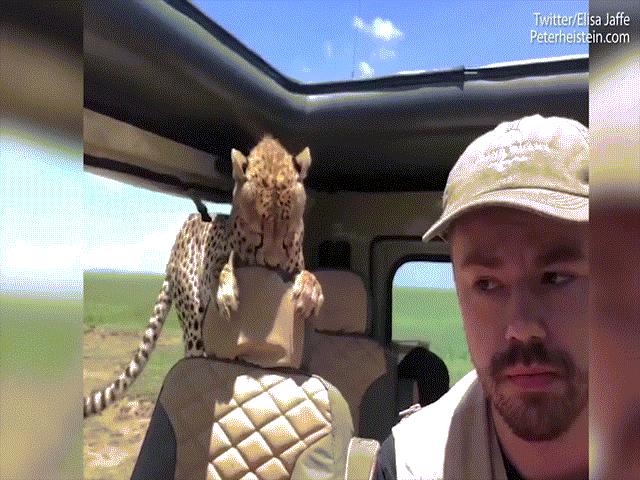 Thế giới - Tài xế hết hồn thấy báo chạy nhanh nhất thế giới nhảy vào trong xe