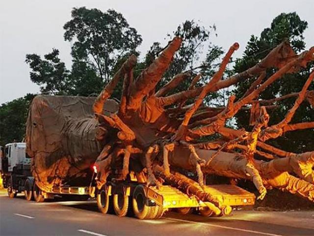 Lộ diện 3 xe ô tô khủng chở cây “quái thú”