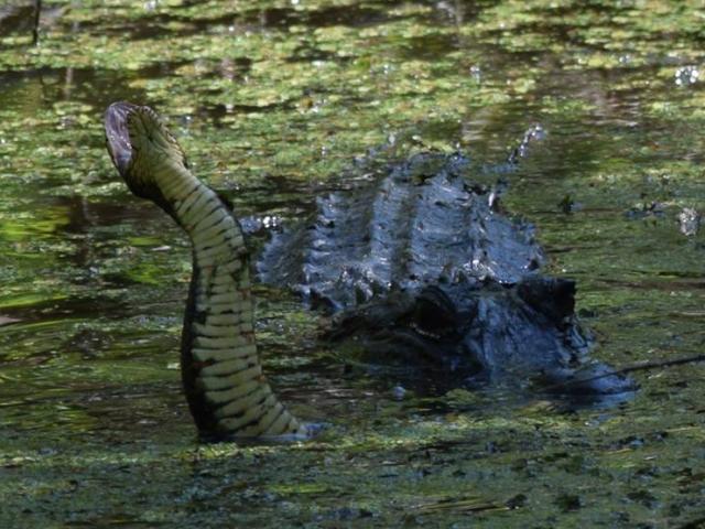 Thấy rắn ”khủng” đến gần con, cá sấu mẹ tung đòn hủy diệt