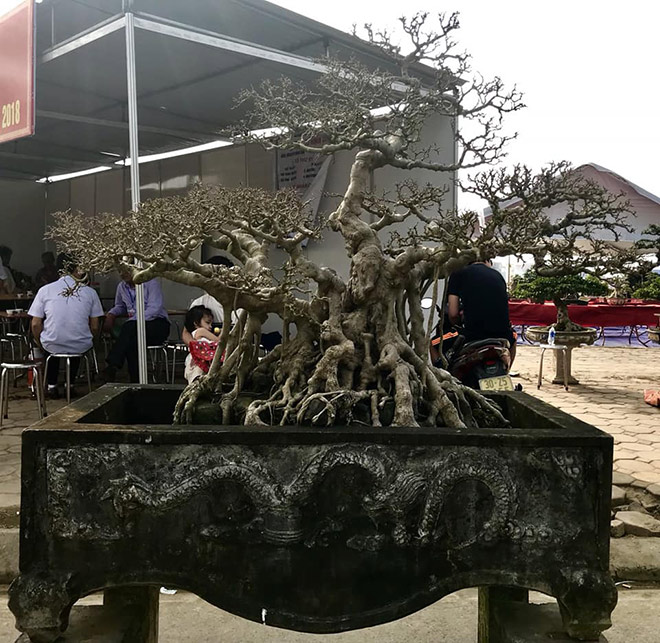 Bộ ba tác phẩm “Sanh hóa thạch” được báo giá 30 tỷ gây xôn xao giới chơi cây - 2