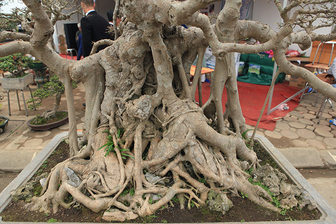 Bộ ba tác phẩm “Sanh hóa thạch” được báo giá 30 tỷ gây xôn xao giới chơi cây - 7