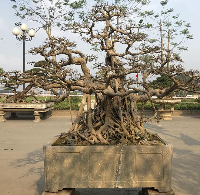 Bộ ba tác phẩm “Sanh hóa thạch” được báo giá 30 tỷ gây xôn xao giới chơi cây - 3