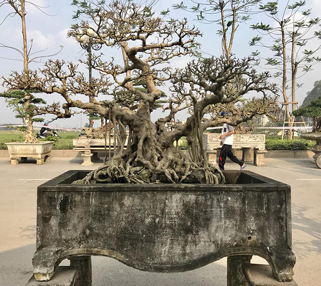 Bộ ba tác phẩm “Sanh hóa thạch” được báo giá 30 tỷ gây xôn xao giới chơi cây - 4