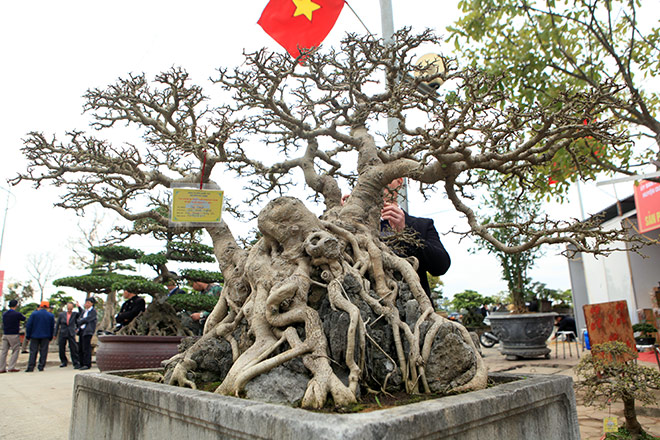 Bộ ba tác phẩm “Sanh hóa thạch” được báo giá 30 tỷ gây xôn xao giới chơi cây - 9