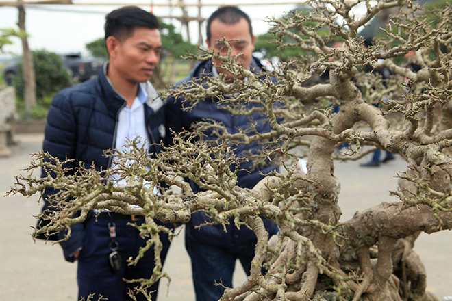 Bộ ba tác phẩm “Sanh hóa thạch” được báo giá 30 tỷ gây xôn xao giới chơi cây - 6