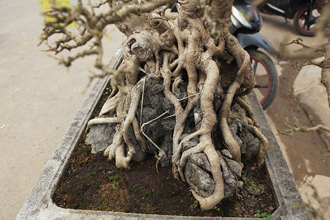 Bộ ba tác phẩm “Sanh hóa thạch” được báo giá 30 tỷ gây xôn xao giới chơi cây - 8