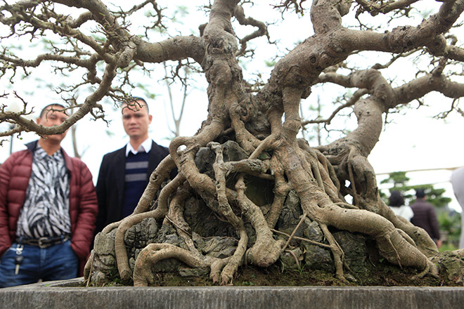 Bộ ba tác phẩm “Sanh hóa thạch” được báo giá 30 tỷ gây xôn xao giới chơi cây - 5