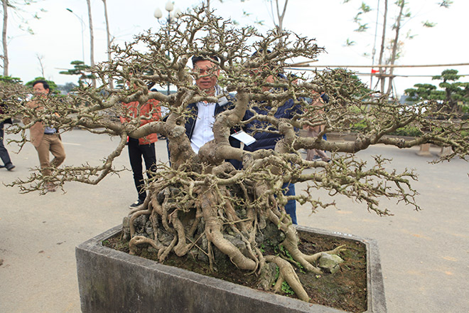 Bộ ba tác phẩm “Sanh hóa thạch” được báo giá 30 tỷ gây xôn xao giới chơi cây - 10