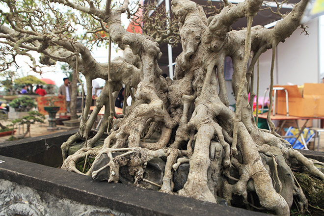 Bộ ba tác phẩm “Sanh hóa thạch” được báo giá 30 tỷ gây xôn xao giới chơi cây - 12