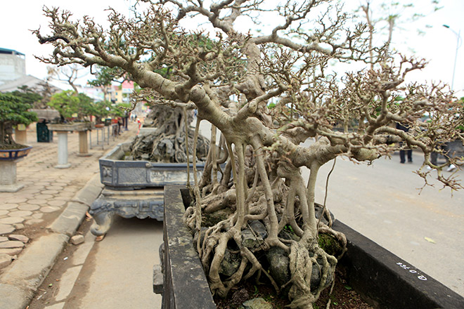 Bộ ba tác phẩm “Sanh hóa thạch” được báo giá 30 tỷ gây xôn xao giới chơi cây - 11