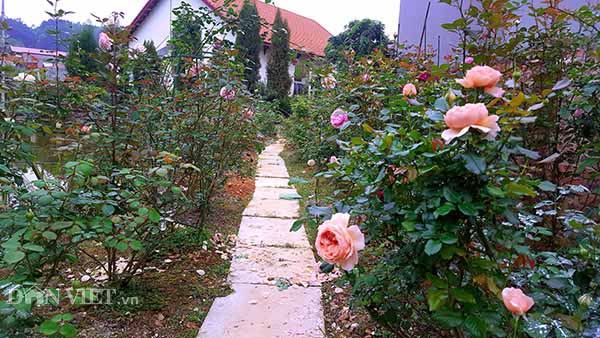 Làm giàu ở nông thôn: Đã mắt ngắm vườn hồng ngoại bạc tỷ ở đèo Vạn Lý - 1