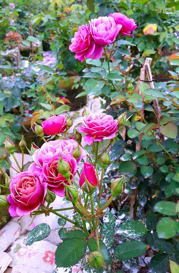 Làm giàu ở nông thôn: Đã mắt ngắm vườn hồng ngoại bạc tỷ ở đèo Vạn Lý - 2