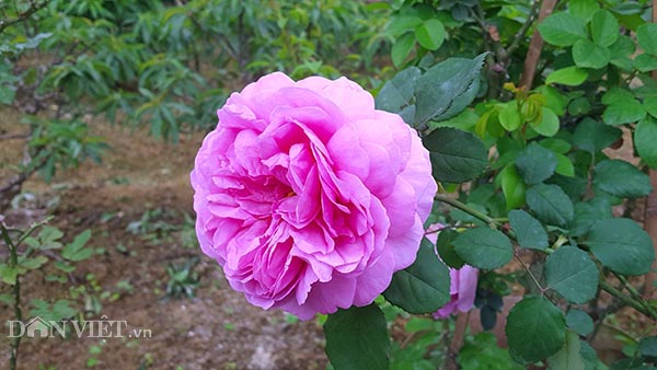 Làm giàu ở nông thôn: Đã mắt ngắm vườn hồng ngoại bạc tỷ ở đèo Vạn Lý - 3