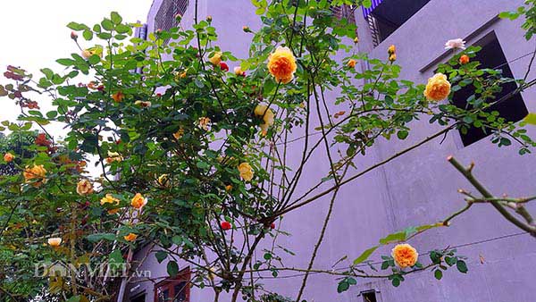 Làm giàu ở nông thôn: Đã mắt ngắm vườn hồng ngoại bạc tỷ ở đèo Vạn Lý - 4