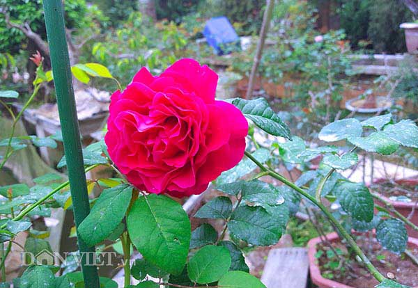 Làm giàu ở nông thôn: Đã mắt ngắm vườn hồng ngoại bạc tỷ ở đèo Vạn Lý - 6