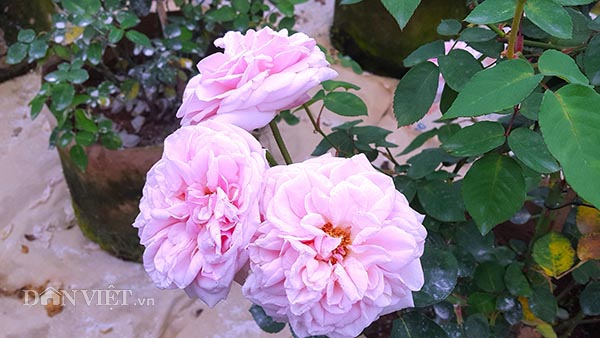 Làm giàu ở nông thôn: Đã mắt ngắm vườn hồng ngoại bạc tỷ ở đèo Vạn Lý - 7