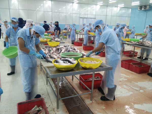 Đếm lãi mỏi tay nhưng người nuôi vẫn sợ… cá tra - 1