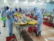 Thị trường - Tiêu dùng - Đếm lãi mỏi tay nhưng người nuôi vẫn sợ… cá tra